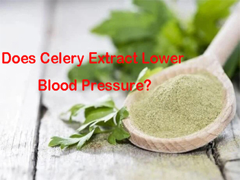 Does Celery Extract Lower Blood Pressure?